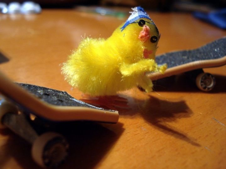 Skate pollo fto yo