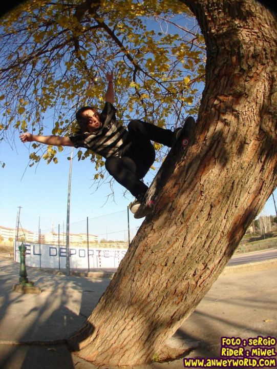 Foto sergiorider yop ese arbol