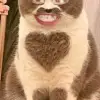 H4nk Bs as