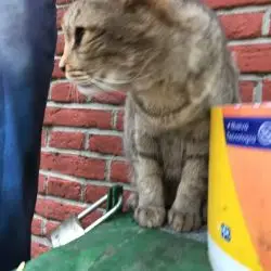 Oscar Alberto